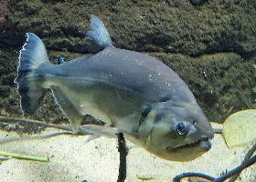 Payara
