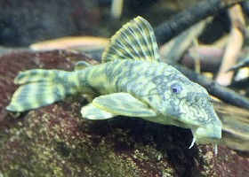 Wormline/Brauer's Pekoltia catfish