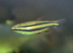 Dwarf Pencilfish