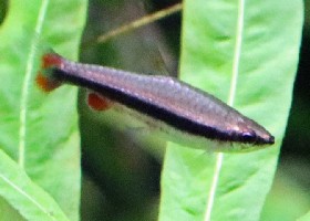 Golden Pencilfish