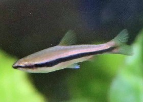 Golden Pencilfish