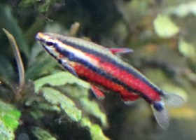 Purple Pencilfish