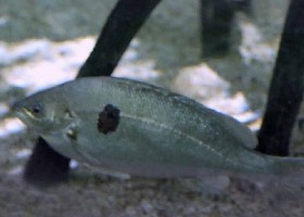 Jade Perch