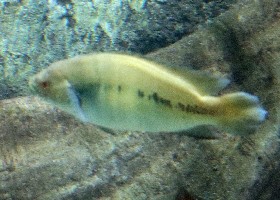 Atabo Red Pike Cichlid