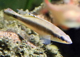 Regan's Dwarf Pike Cichlid