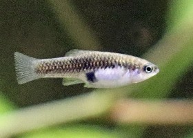 Monterrey platyfish