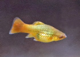 Variable platyfish