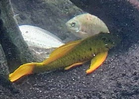 Golden Sailfin Pleco