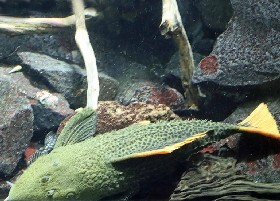 Leopard Cactus Pleco