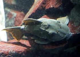 Redfin Blue-eyed Panaque