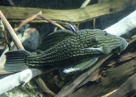 Royal Shampupa Pleco