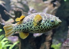 Ceylon Puffer fish