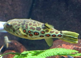 Cross River Puffer fish