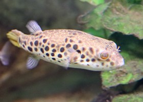 Spotted Congo Puffer fish