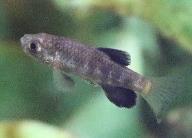 Boxer Pupfish