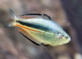 Crimson-spotted Duboulay's Rainbowfish