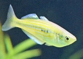 Lake Eacham Rainbowfish