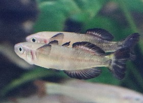 Zonobe Rainbowfish