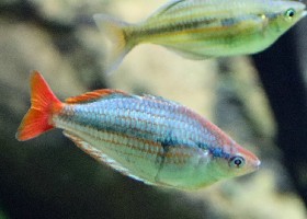 Kali Tawa Rainbowfish
