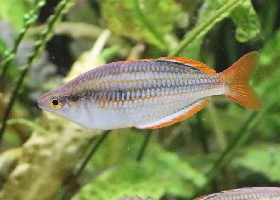 Lake Furnusu Rainbowfish