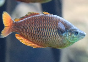 Lake Kurumoi Rainbowfish