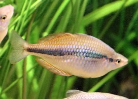 Lake Tebera Rainbowfish
