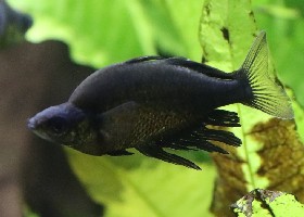 Lake Wanam Rainbowfish