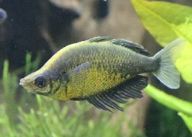 Lake Wanam Rainbowfish