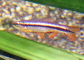 Belitung Rasbora