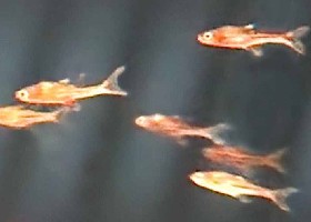 Chilli Rasbora