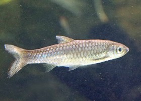 Rosefin Rasbora