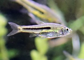 Siamese Dwarf Rasbora