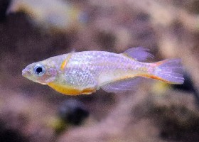 Daisy's Blue Ricefish