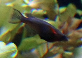 Daisy's Blue Ricefish