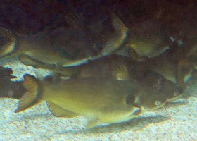Rita Catfish