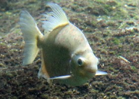 Orange-spotted Myleus