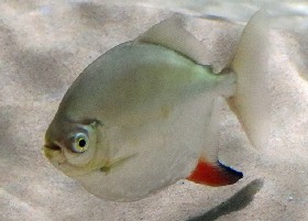 Red Hook Myleus Silver Dollar fish