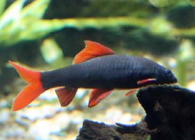 Rainbow Shark Minnow