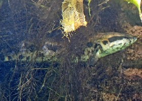 African Obscure Snakehead
