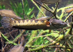 Gold-spotted Snakehead