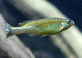 Balsas Splitfin