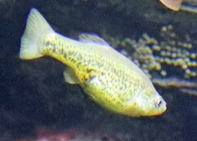 Polka Dot Splitfin