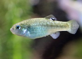 Relict Splitfin