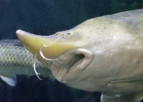 Amur Sturgeon