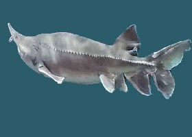 Amur Sturgeon