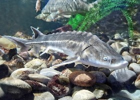 Russian Sturgeon