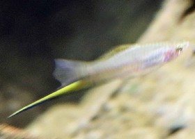 Brass Swordtail male