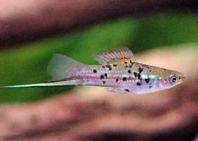 Marbled Swordtail male