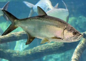 Atlantic Tarpon