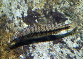 African Ground Tetra